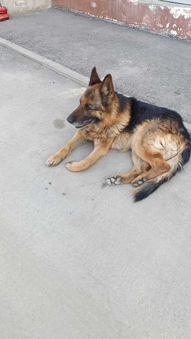 Найден овчар кобель