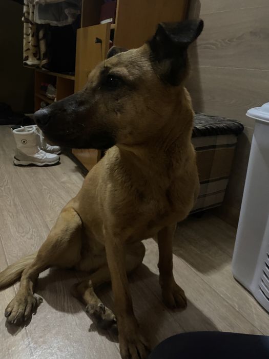 Отдам собачку в добрые руки