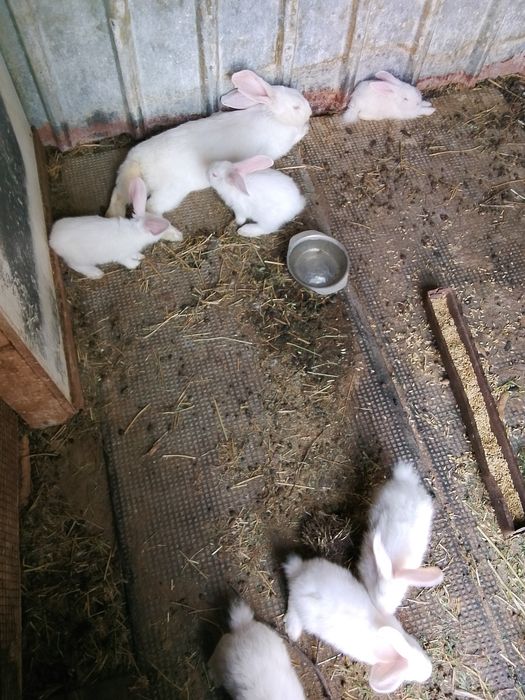 Продам крольчат 2- 3