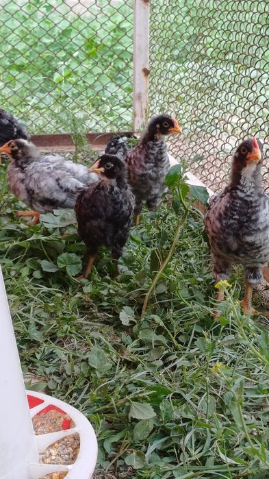 Балапандар сатылады