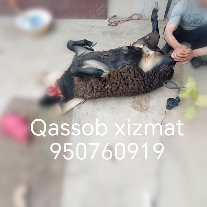 Qassob xizmati Aqiqa va qurbolu