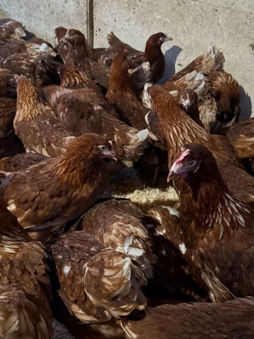 Продаются куры молодки