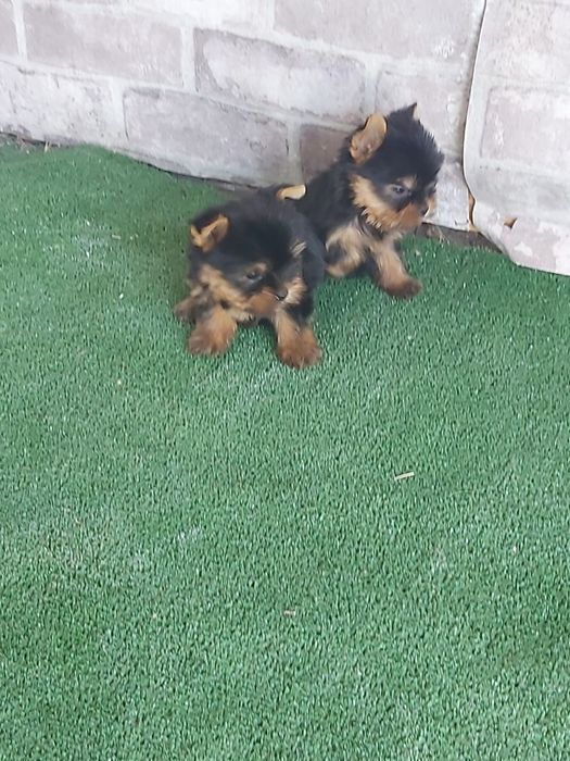 Йоркширски териер мини