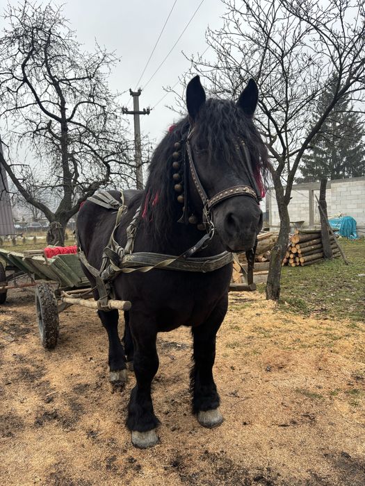 Vand Armasar de 6 Ani