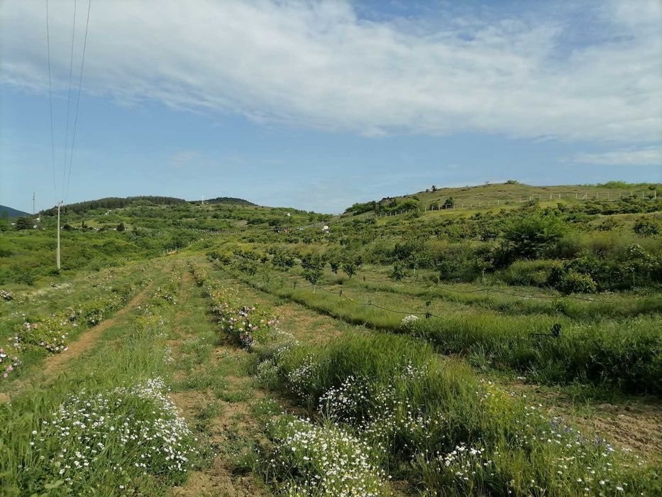 Продава се Парцел в Ветрен - 134 кв.м за 2612 €/кв.м - Снимка #2