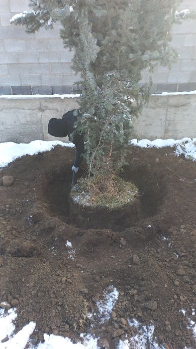 Пересадка деревьев профессионально