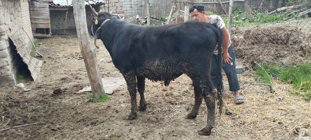 1.5 yowli boqiwga tayor olgan odam barakatopadi 25 mln kamibor hayriga