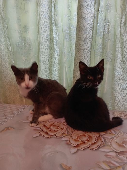 Отдам даром котят