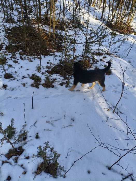 Donez cățelușă de curte