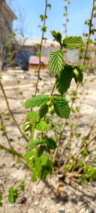 Фундук дарахти сотилади