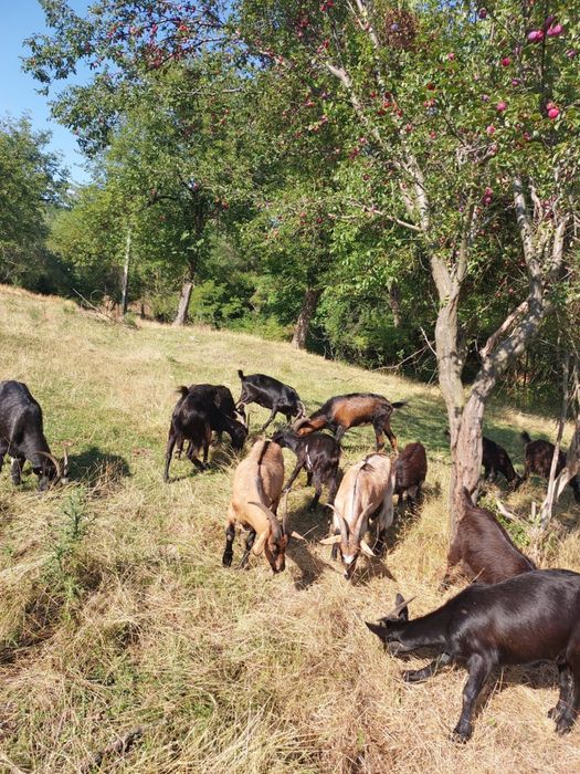 Vand capre, 12 bucati