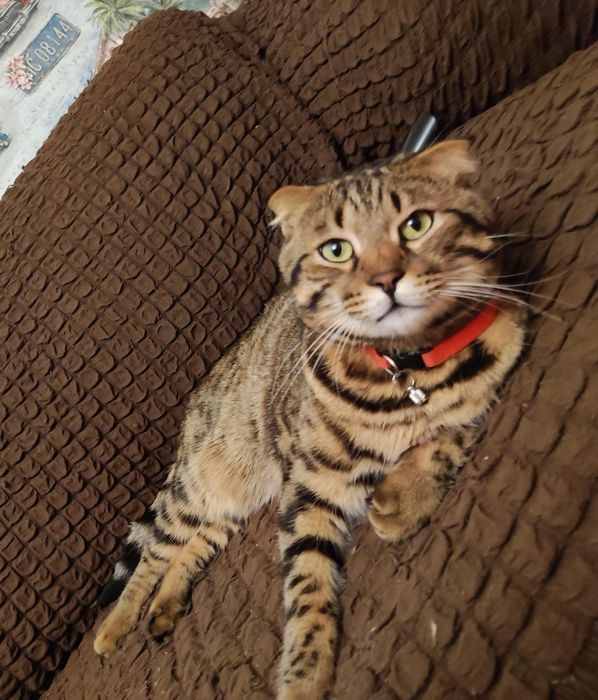 Красавиц, шотландец с бенгалом, стерилизованный, 4года.