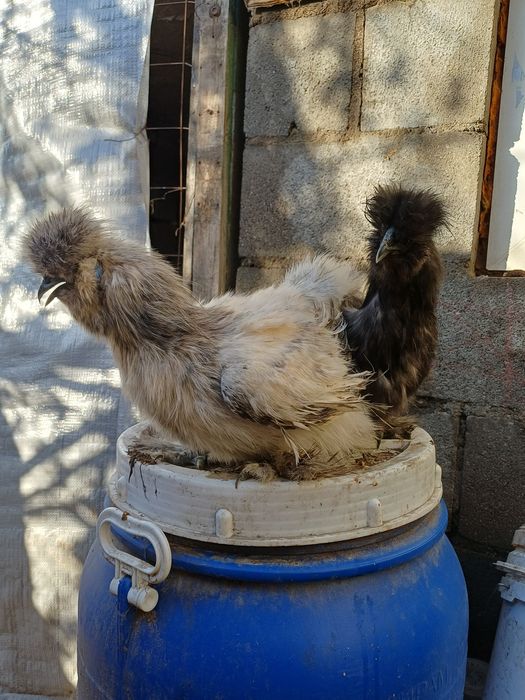 Шелкоаые куры продам