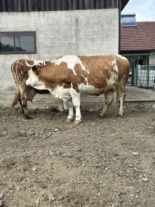 Junincă de vânzare