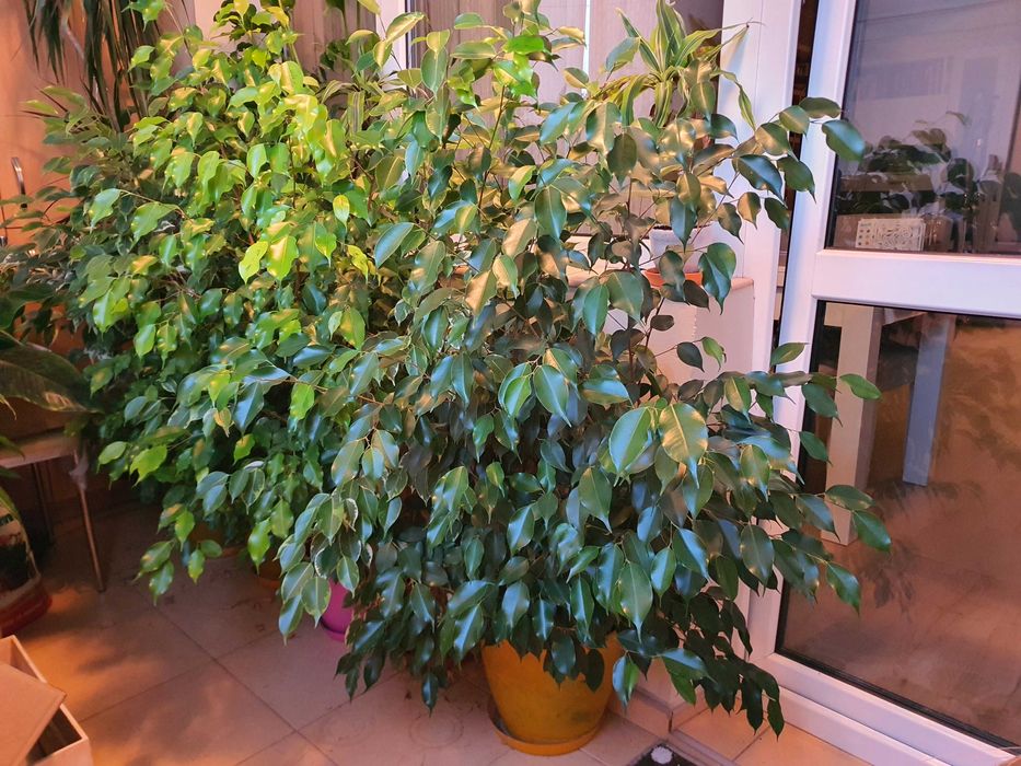 Продавам 4 бр.фикуси Бенджамин