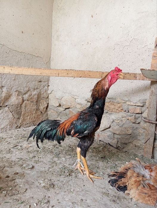 Brama va kulangi tovuqlar, kulangi xo'rozlar sotiladi