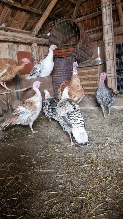 Disponibile oua de curcă.