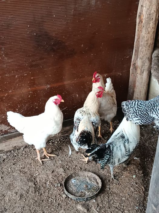 Домашние молодые петухи