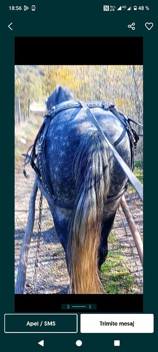 Vând două iepe cuminte garantate la căruță