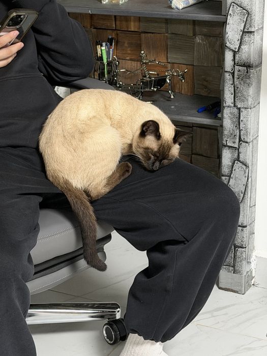 Сиамский котик ищет дом