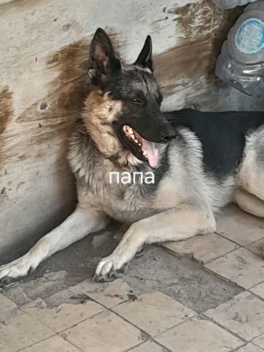 Продам  щенков...