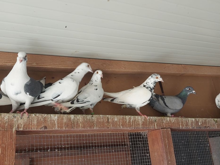 Porumbei  voiajori  pestriți și pagi