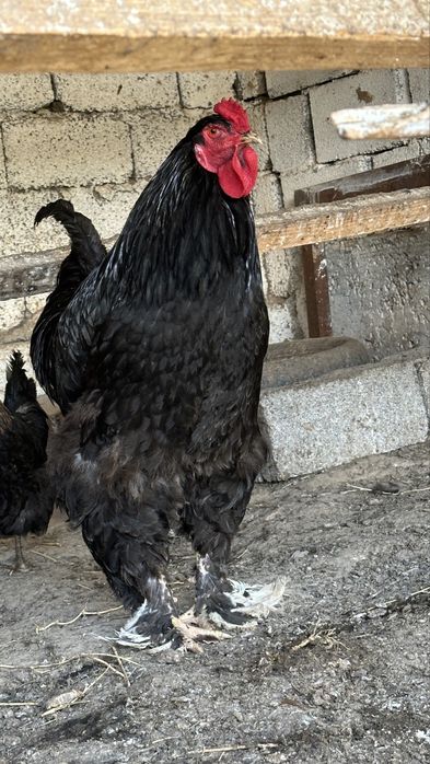 Брама кораз таза канды