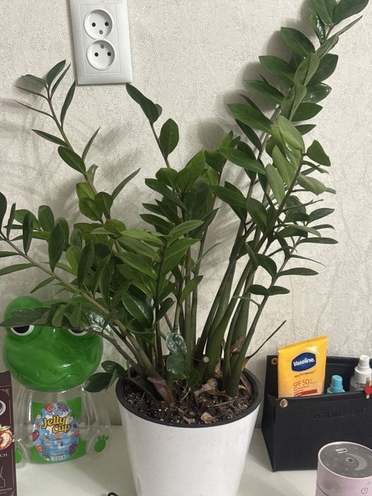 Доллоровое дерево Замиокулькас