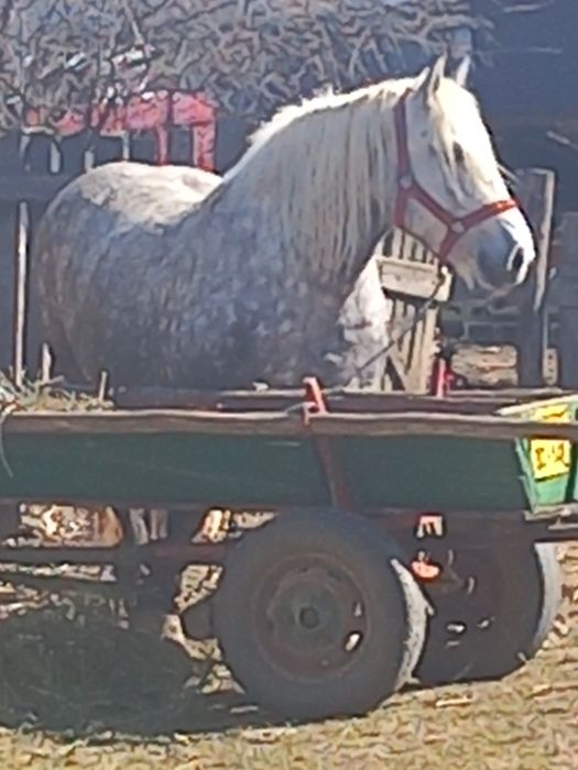 Eapă de 5 ani 8,9 sute kg  a făta mai are o lună