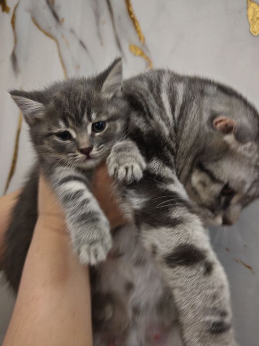 Продам милых  котят