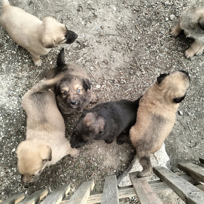 Отдам щенят в добрые руки
