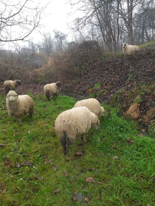 Vând 13 oi, pret 750 bucata, negociabil