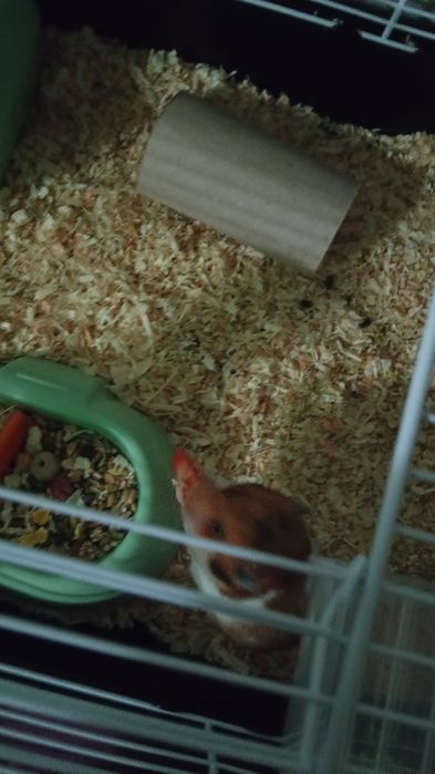 Hamster sirian cu tot cu cusca