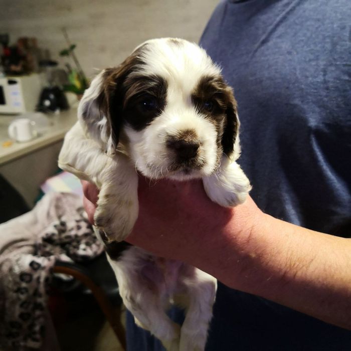 Продаются очаровательные щенки кокер-спаниеля