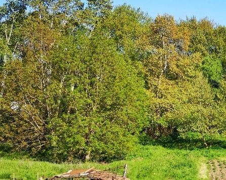 Продава се Парцел в с. Лешница, Област Благоевград - 677 кв.м за 87 €/кв.м - Снимка #4