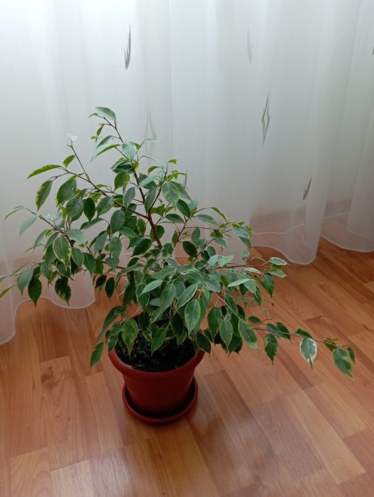 Бенджамин от шарения