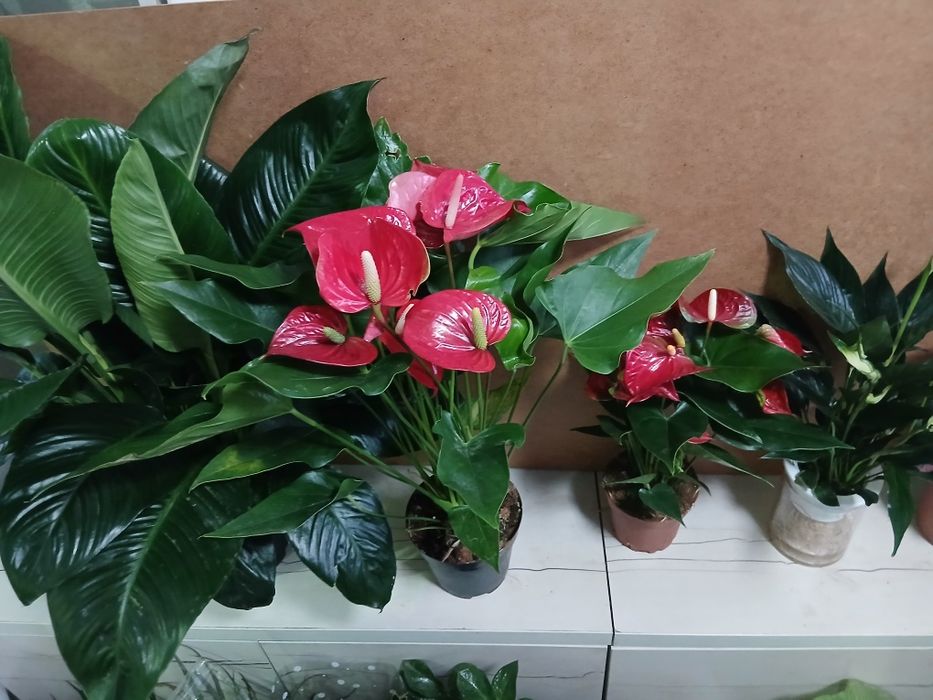 Цветущие комнатные растения