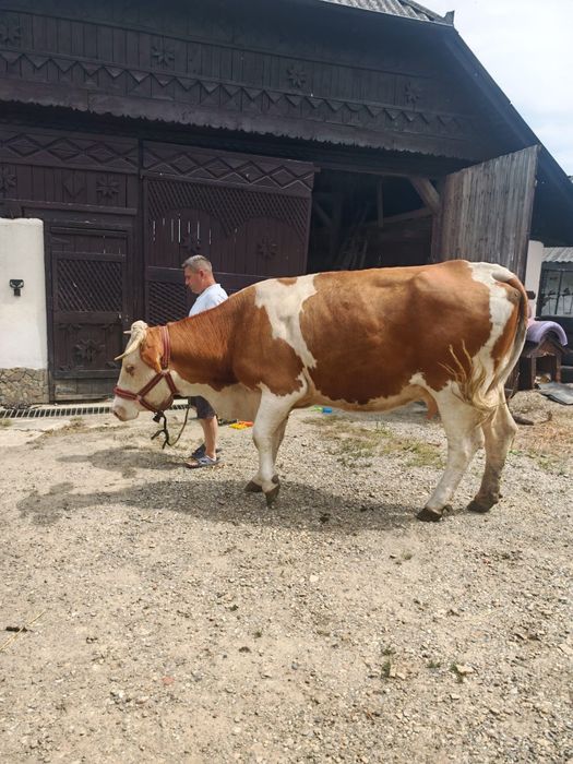 Vând vaca bălțată romanesc