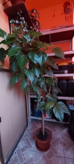 Vand trandafiri japonezi