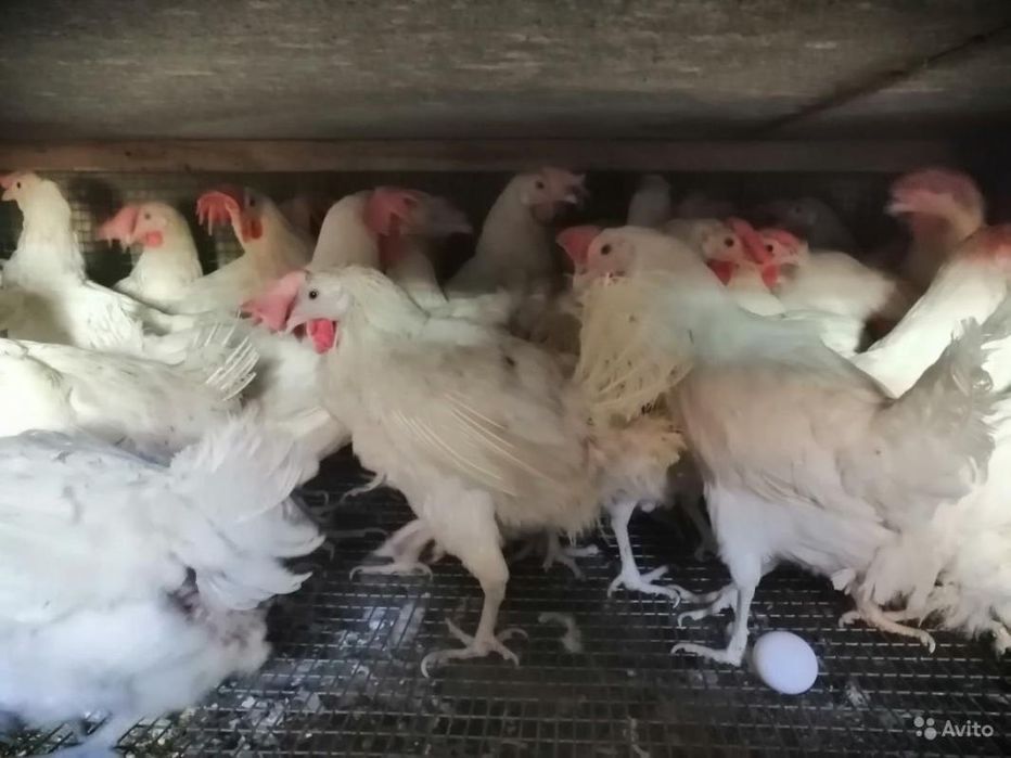 Куры несушки в наличии