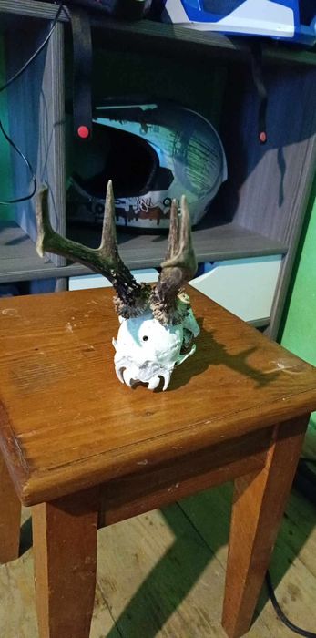 Trofeu coarne de cerb