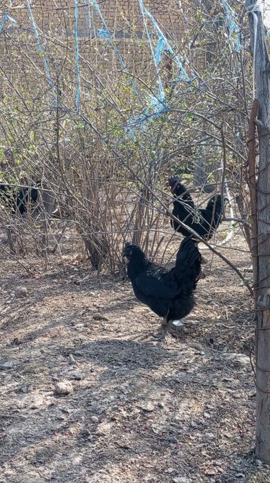 Uxayel tovuqlarning tuxumlari