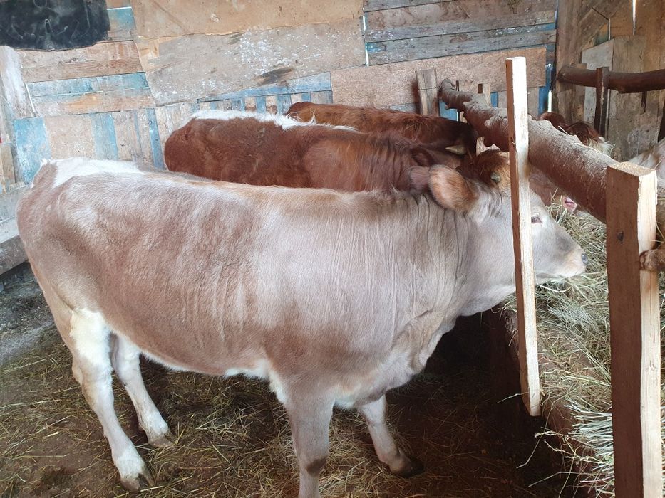 Vand taurasi si juninci