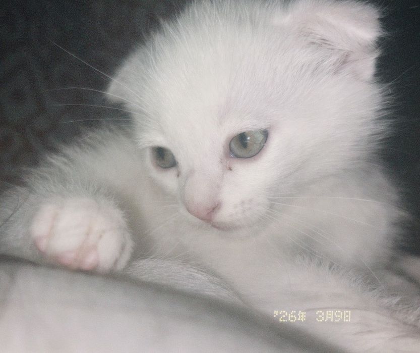 Вислоухий котенок