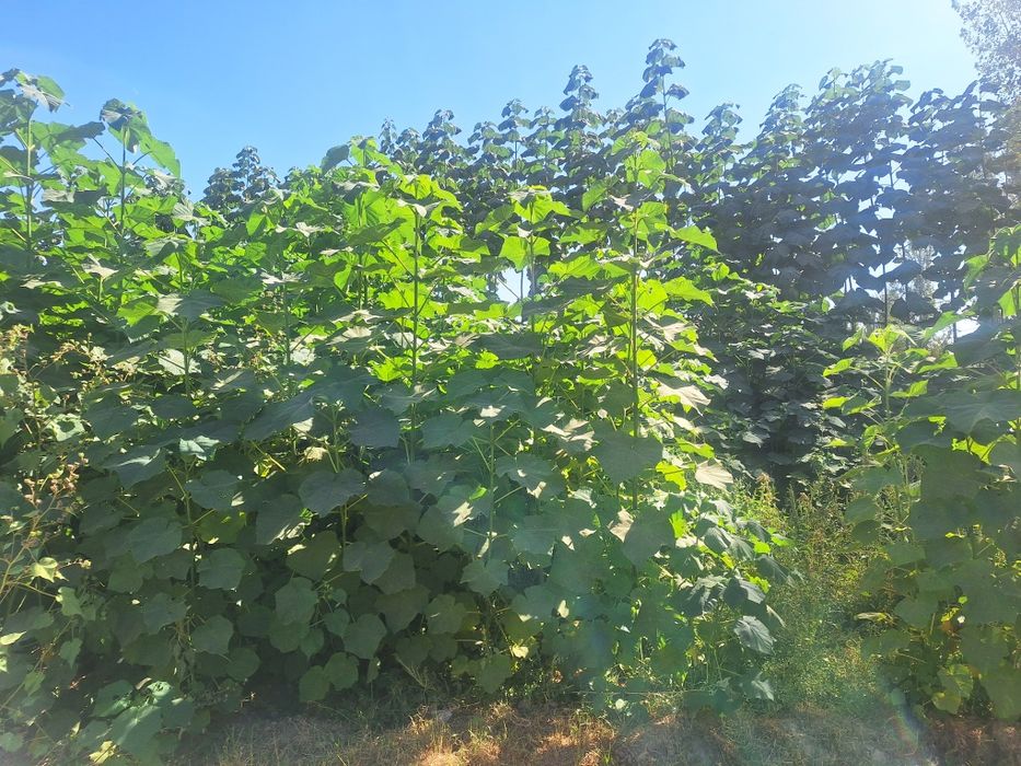 Biogumus, Pavloniya, kuchatlari,Avatar uzum kuchatlari sotuvda.