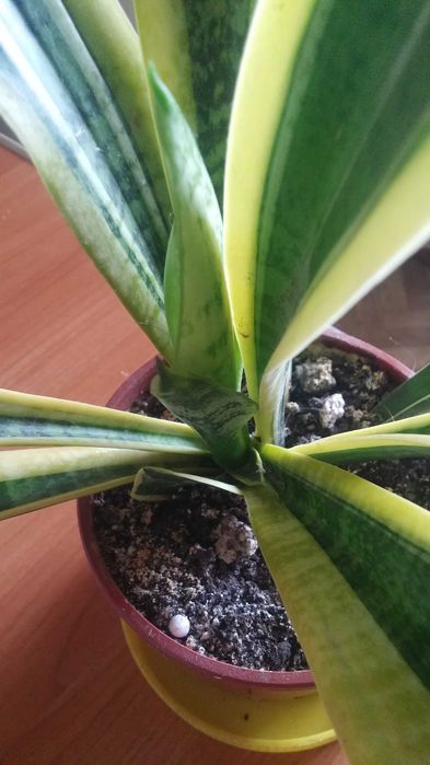 Комнатное растение саньсевьерия