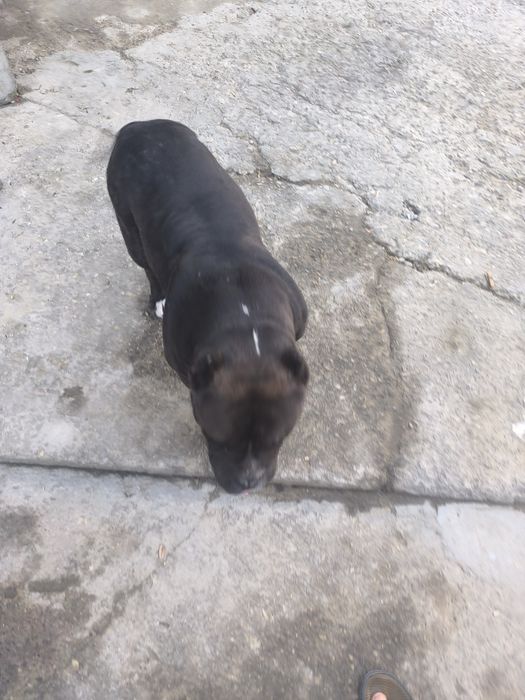 Monta gratis  american bully