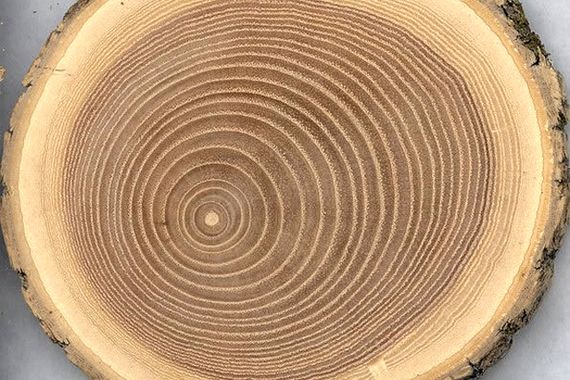 Кругляк натурального дерева в Ташкенте.