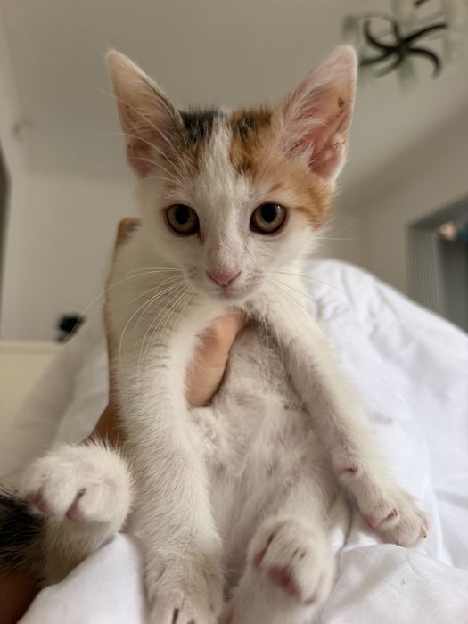Pisicuta de adoptie(2-3 luni)