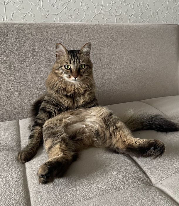 Ищем хозяина для кота